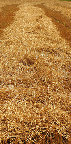 Wheat Straw