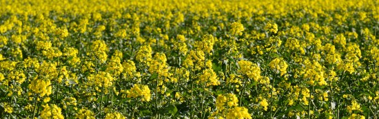 oilseed-rape-1325798