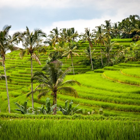 Around 50 percent of Indonesia’s population continues to live in the rural areas with agricultural contributing 15 percent of GDP
