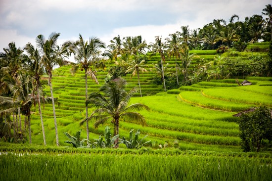 Around 50 percent of Indonesia’s population continues to live in the rural areas with agricultural contributing 15 percent of GDP