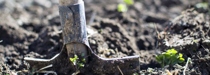 Head of a spade buried in the ground
