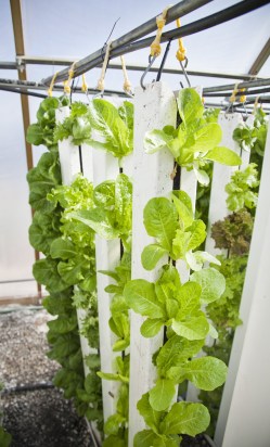 Lettuce being grown vertically with hydroponics